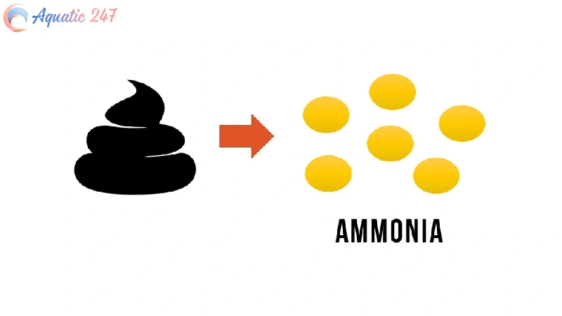 Ammonia not converting to nitrite