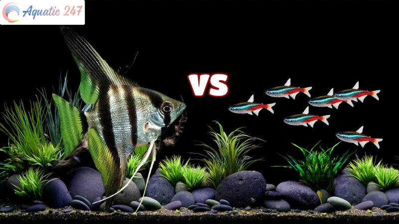 Angelfish And Neon Tetras: Harmonious Or Conflict?