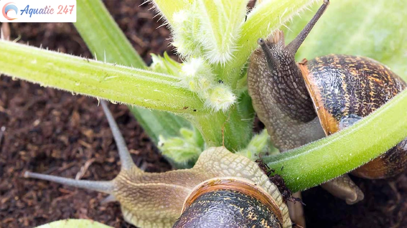Can snails eat celery?