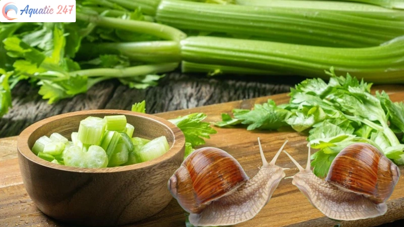 Can snails eat celery?