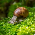Do mystery snails need a heater?
