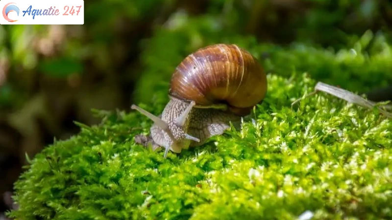 Do Mystery Snails Need A Heater? Important Rules For Raising Snails