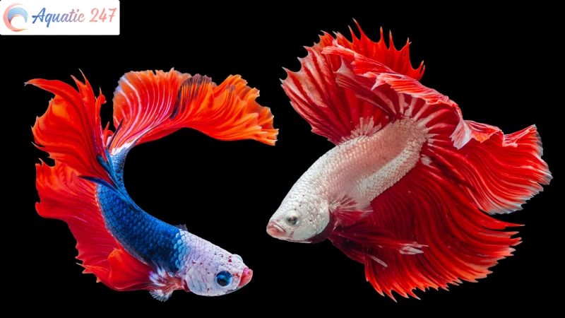 Hole In Head Betta: Cause, Signs And Treatments