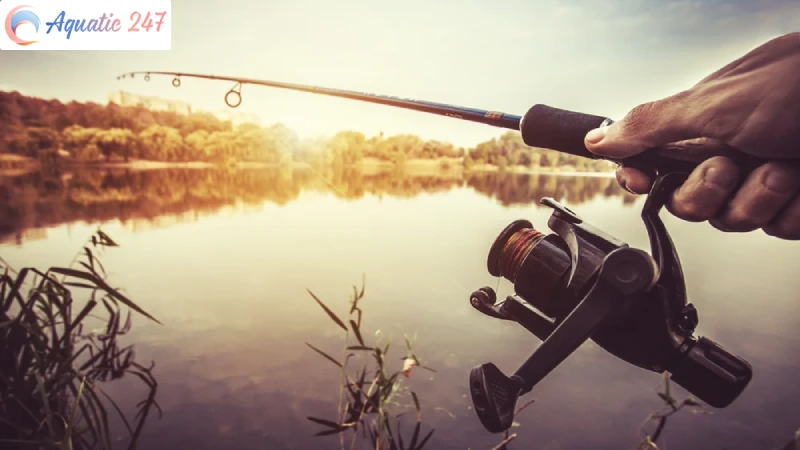 How many fishing rods per person in Arizona?