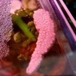 Infertile mystery snail eggs