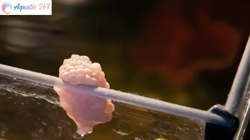 Infertile mystery snail eggs