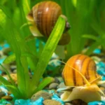 Mystery snail not moving