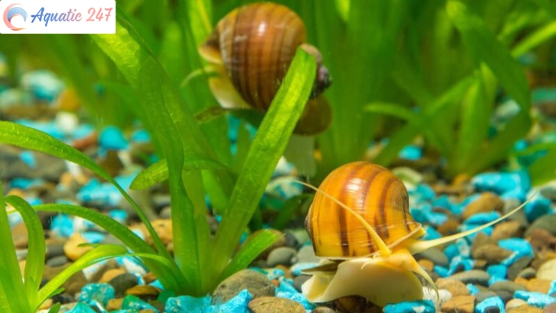 Mystery Snail Not Moving – Top 6 Main Reasons