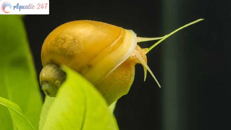 What to feed mystery snails for calcium