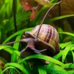 What to feed mystery snails for calcium
