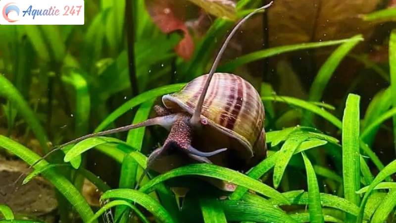What To Feed Mystery Snails For Calcium? 2 Specific Calcium Sources