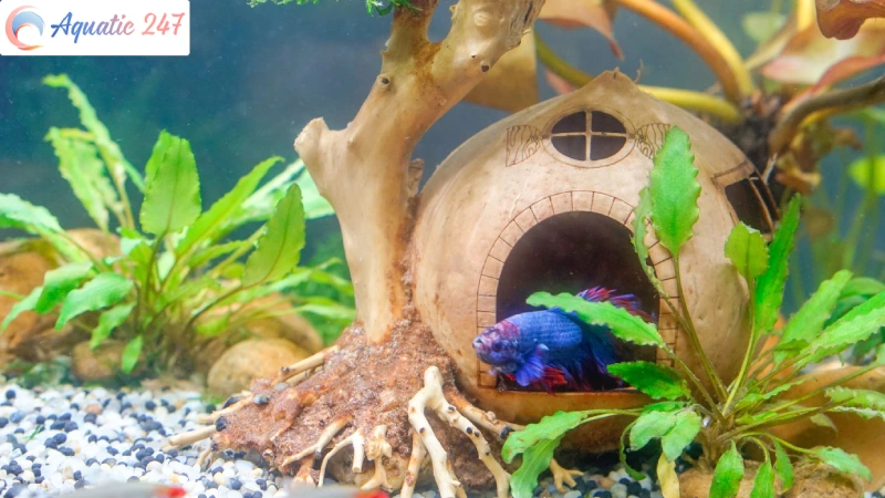 Why Is My Betta Fish Hiding? The 6 Common Reasons
