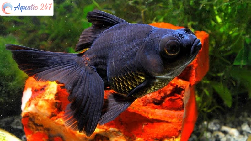 Bubble Eye Black Moor Goldfish