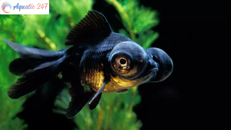 Bubble Eye Black Moor Goldfish – Detailed Care Instructions
