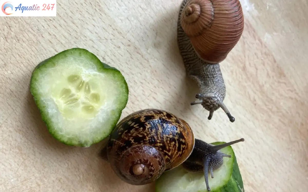 Can mystery snails eat cucumber? 
