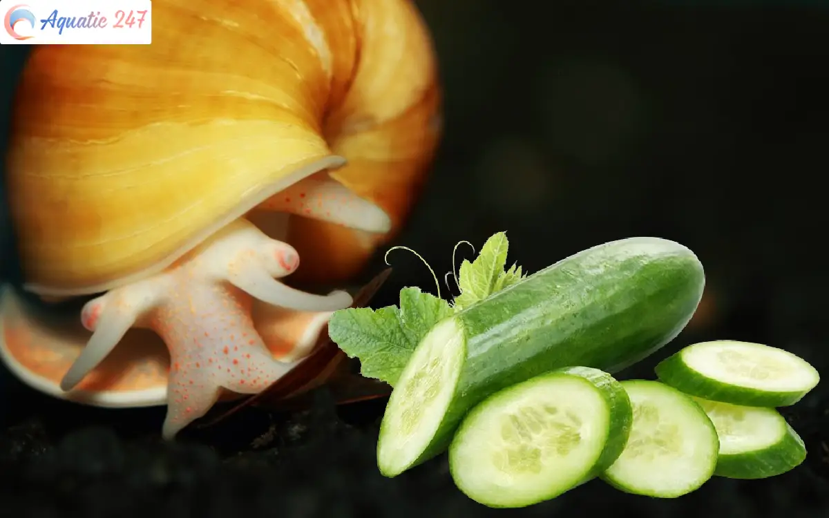 Unveiling the Truth: Can Mystery Snails Eat Cucumber?