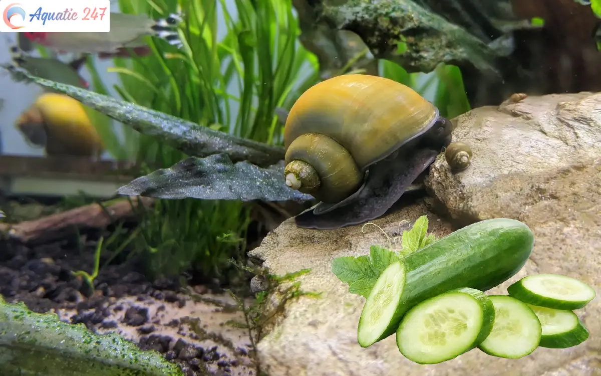 What do mystery snails eat? 
