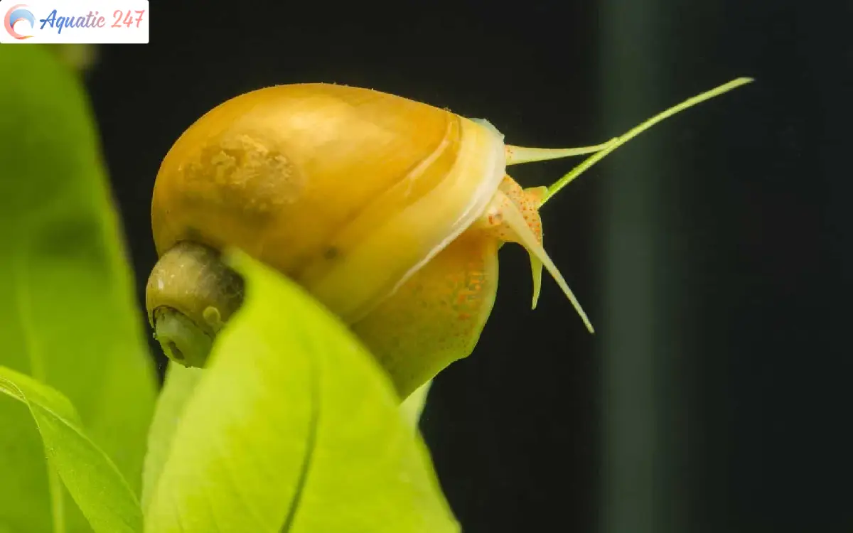 Can mystery snails live out of water