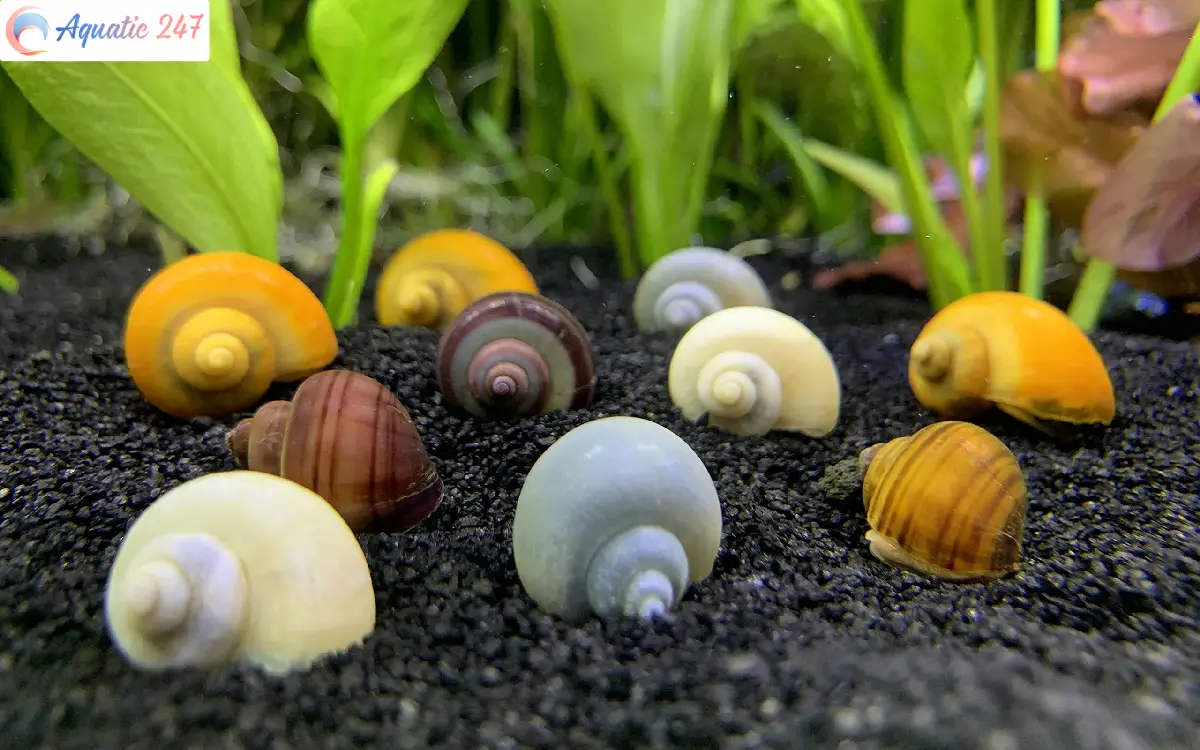 Can mystery snails live out of water