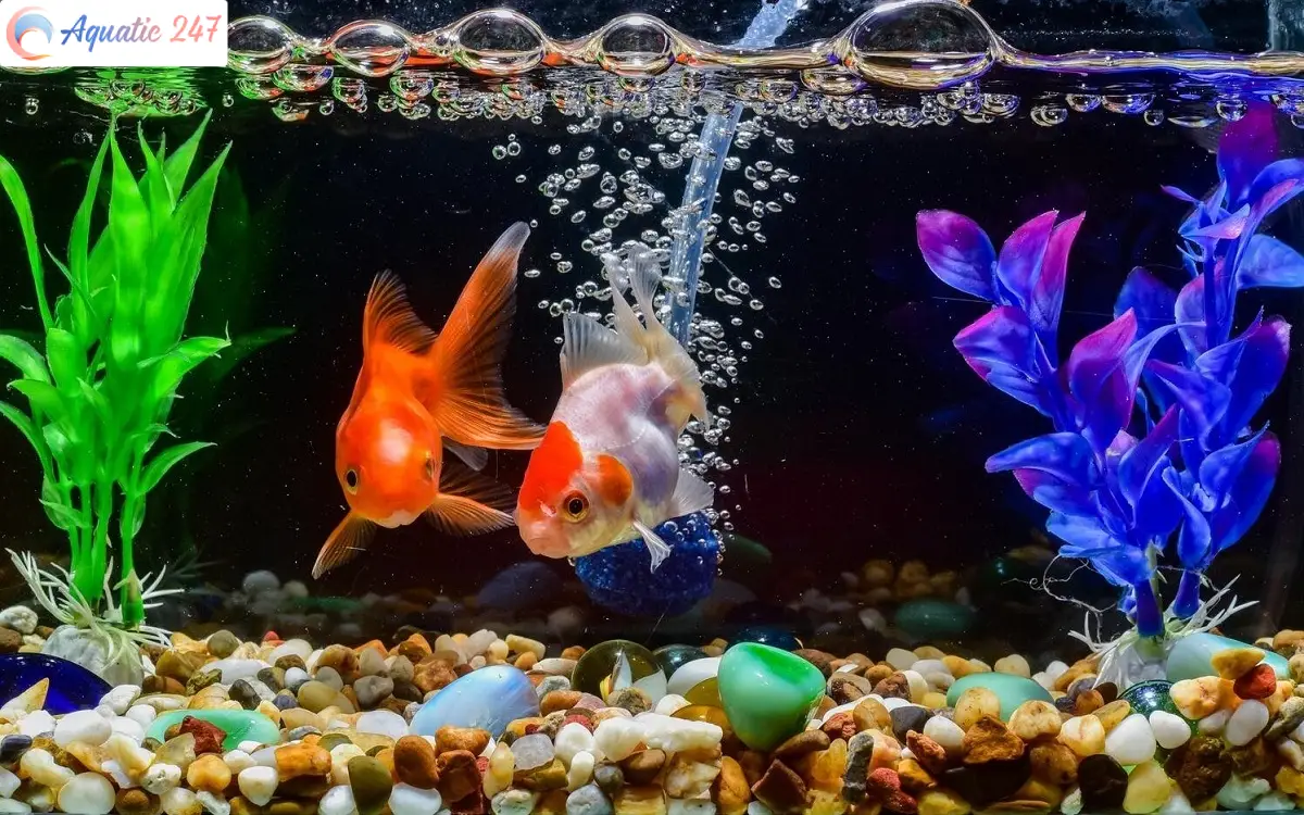 Do Goldfish Need Bubbles? Instructions For Raising Goldfish
