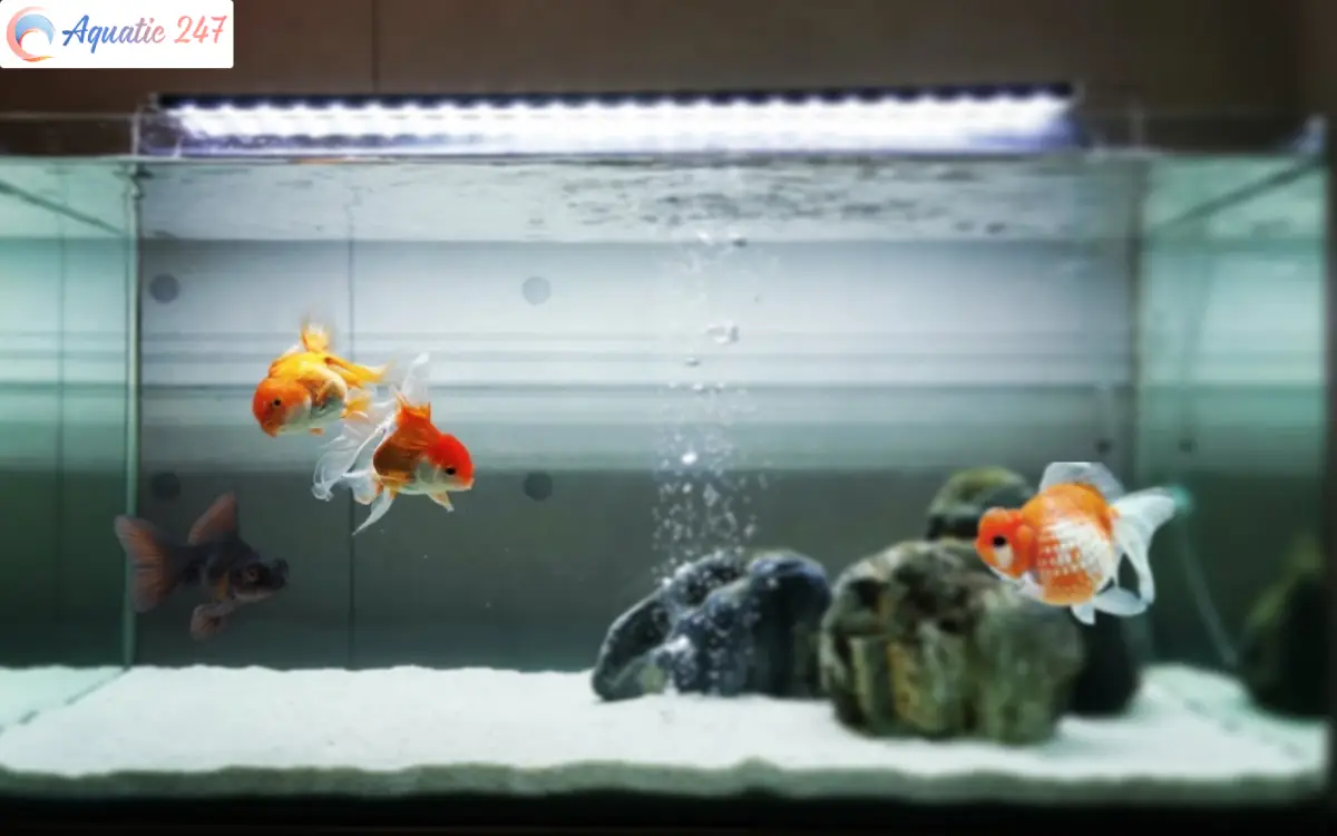 Do goldfish need bubbles