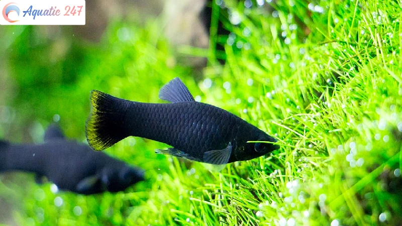 Does Molly Eat Algae? The Best Fish Food For Mollies