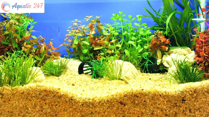 How much sand for a 55 gallon aquarium