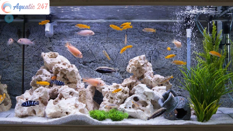 How much sand for a 55 gallon aquarium
