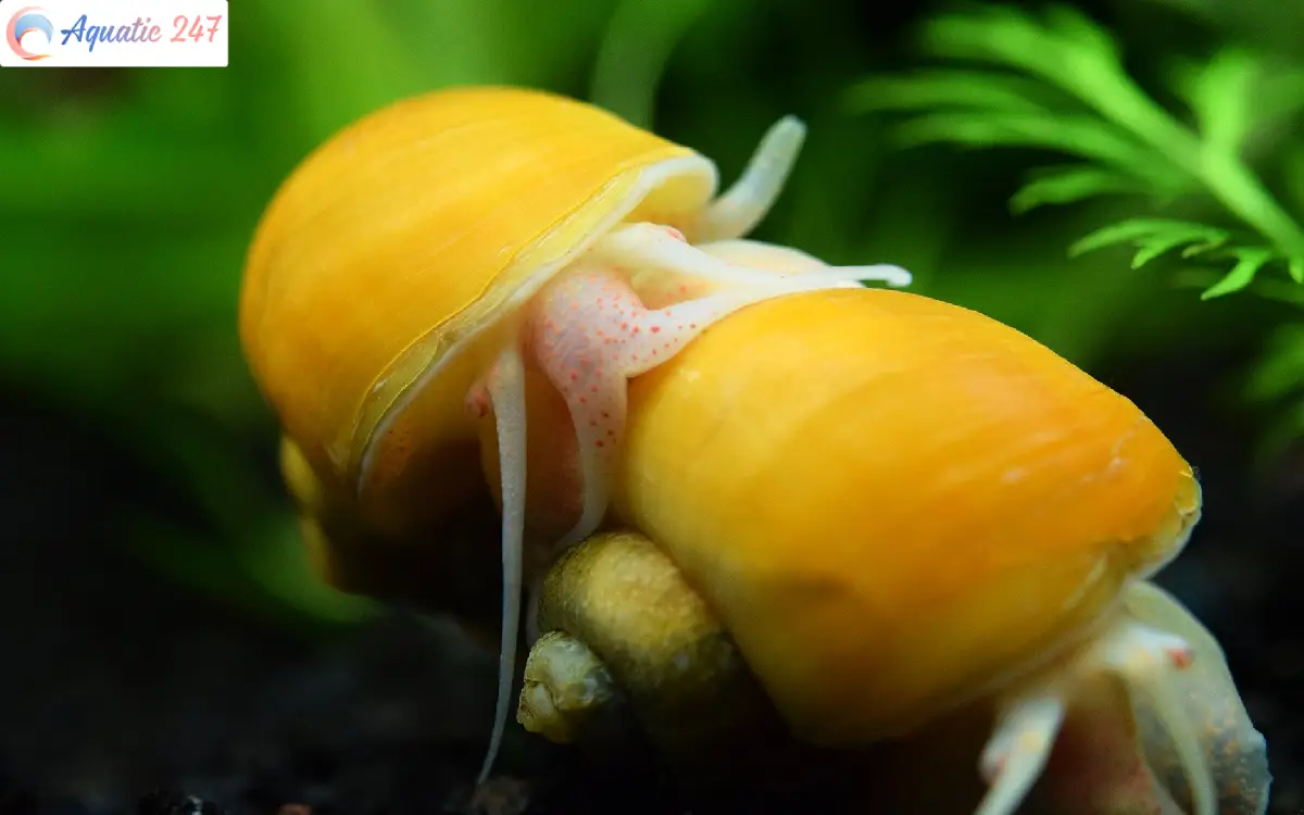 How Often To Feed Mystery Snails? Explore Now!