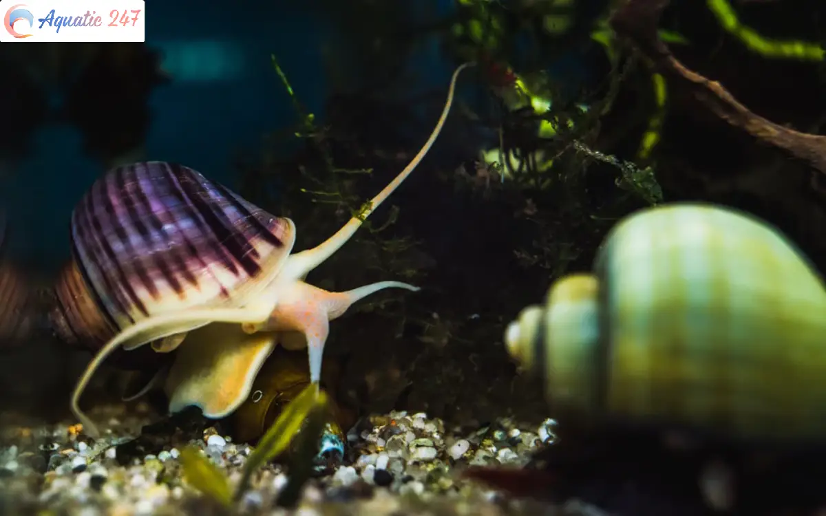 How often to feed mystery snails