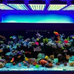 Is blue light good for fish