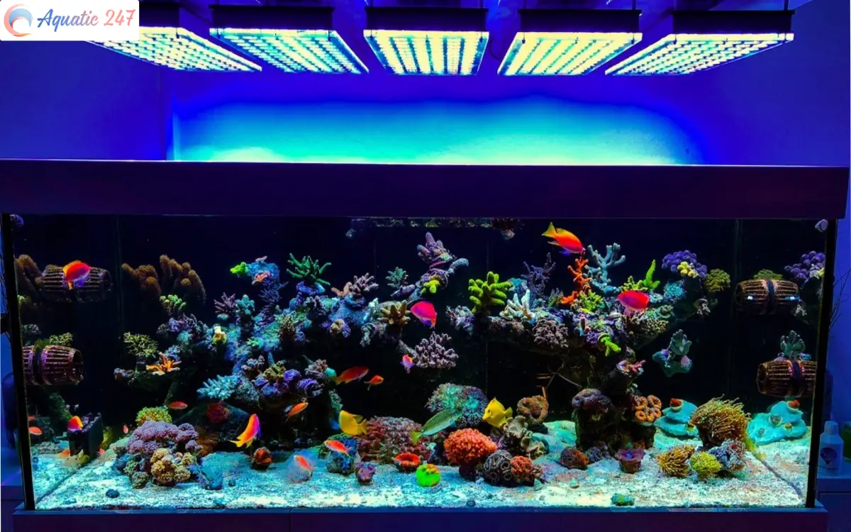 Is Blue Light Good For Fish? How Can I Use It Effectively?