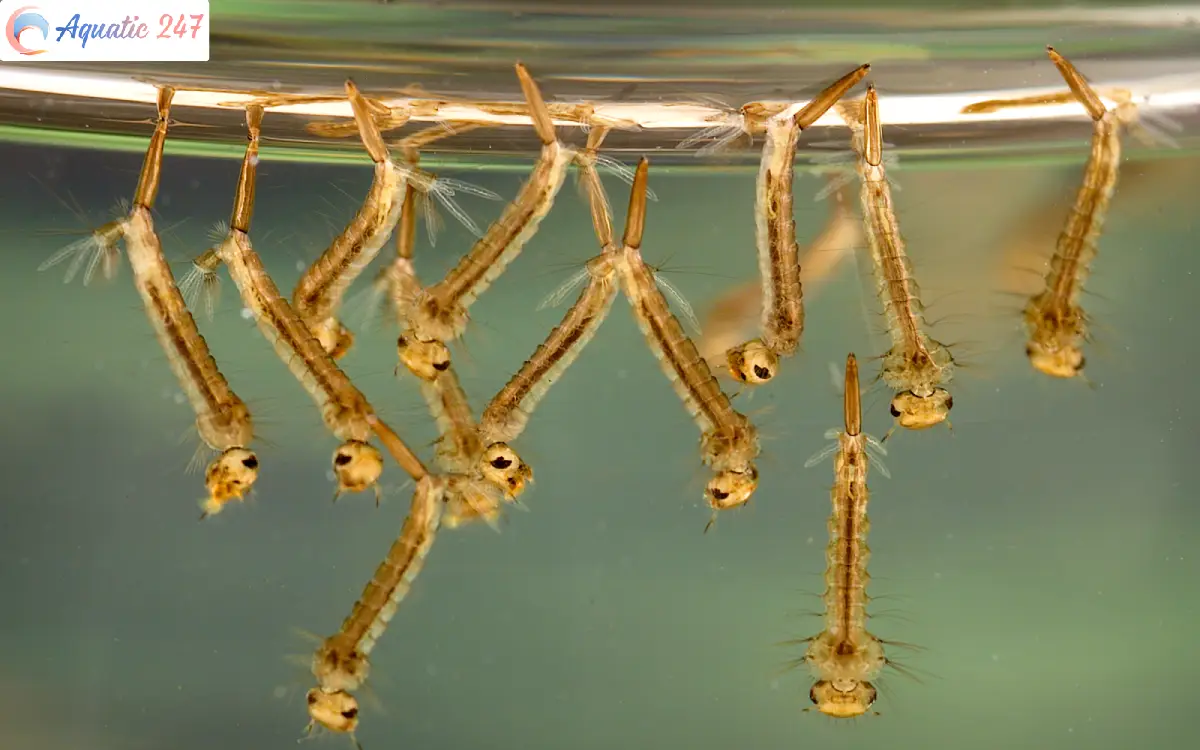 Mosquitoes In Fish Tank – How Do Control And Stop?