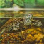 Turtle tank smells like rotten eggs