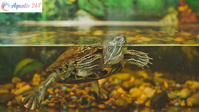 5 Reason The Turtle Tank Smells Like Rotten Eggs – How To Fix It?